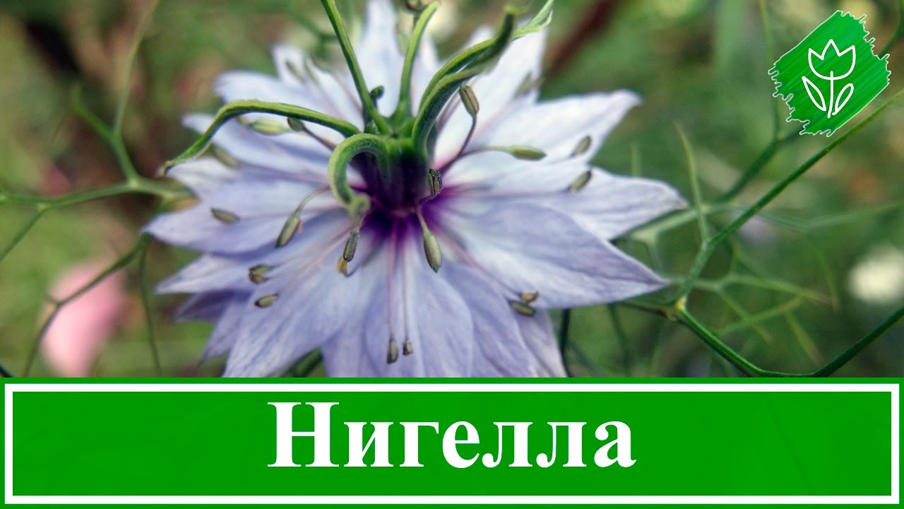 Вечный жид (традесканция pallida пурпурная)/Пурпурное сердце на 3" питомник горш